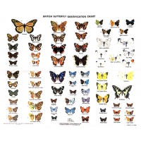 CHART British Butterflies Chart H D Swain. CHART British Butterflies Chart H D Swain.